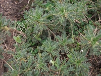 ova Gussonea-Anthemis aetnensis 20110529 158